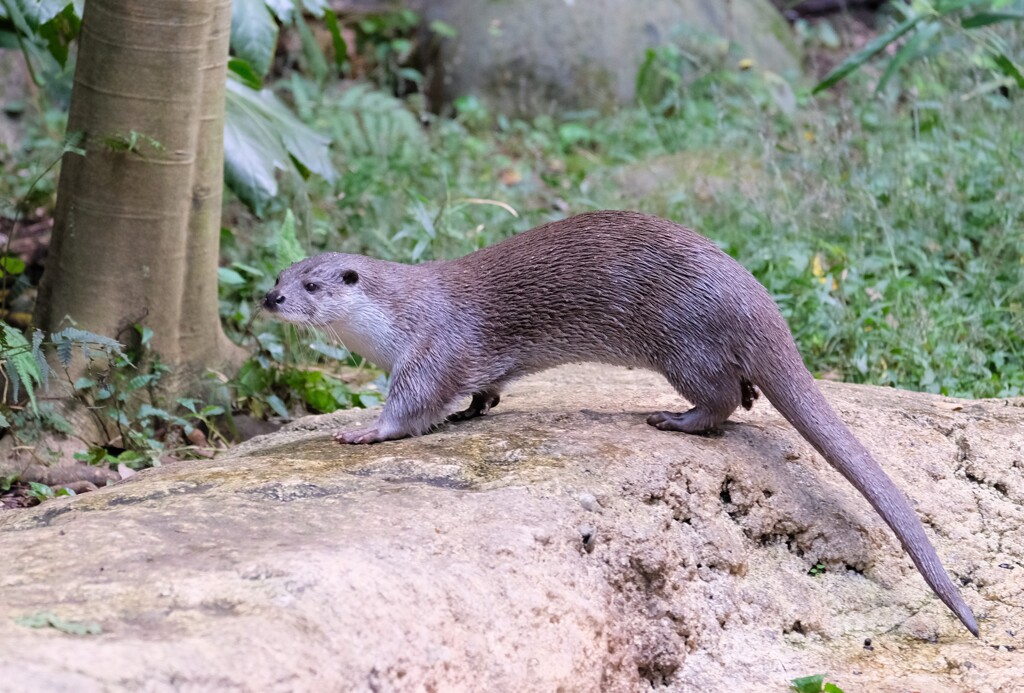 カワウソのウソ