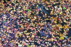 紅葉