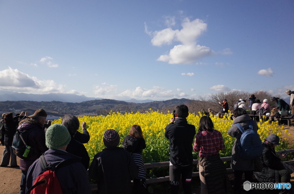 吾妻山　君のなの花