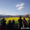 吾妻山　君のなの花