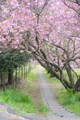 葉桜への路