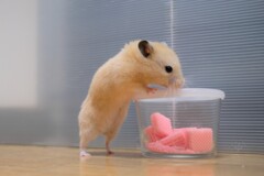 食べれないね