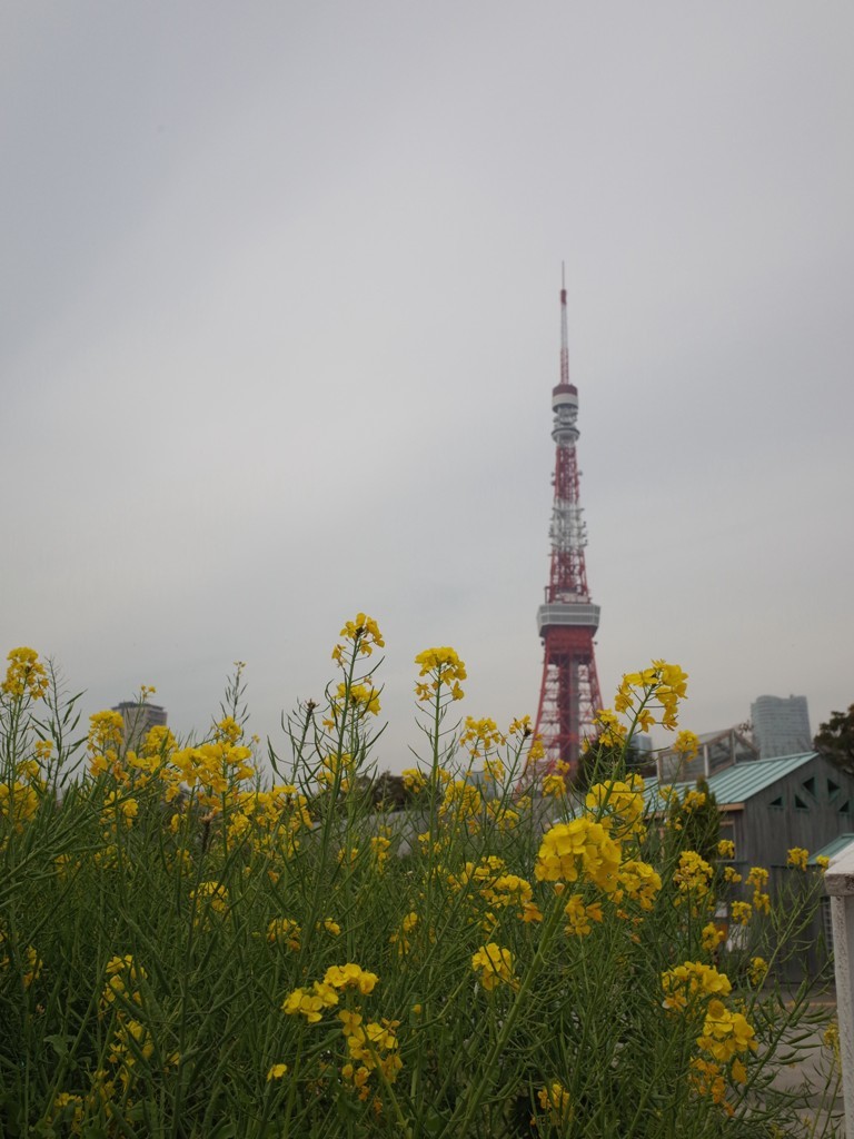 東京タワー　