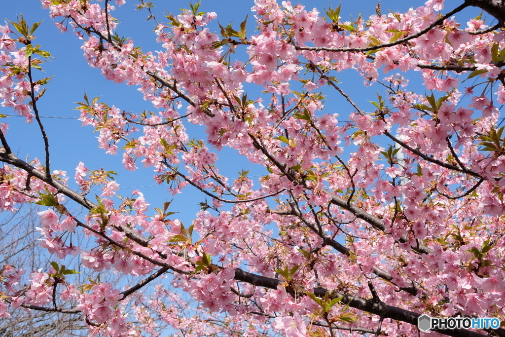 三浦　河津桜　2018