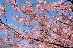 三浦　河津桜　2018
