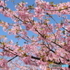 三浦　河津桜　2018