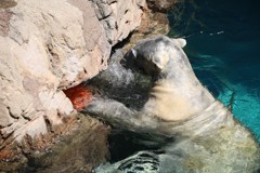 シロクマのおもちゃ