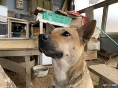 景信山のわんこ　こどものほうだワン