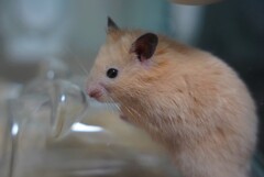 チュー