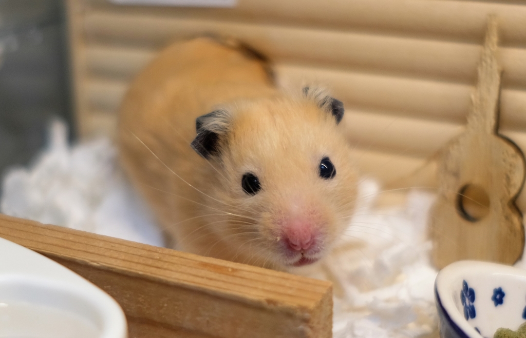 耳がどうしたの、、、畳んでいるの