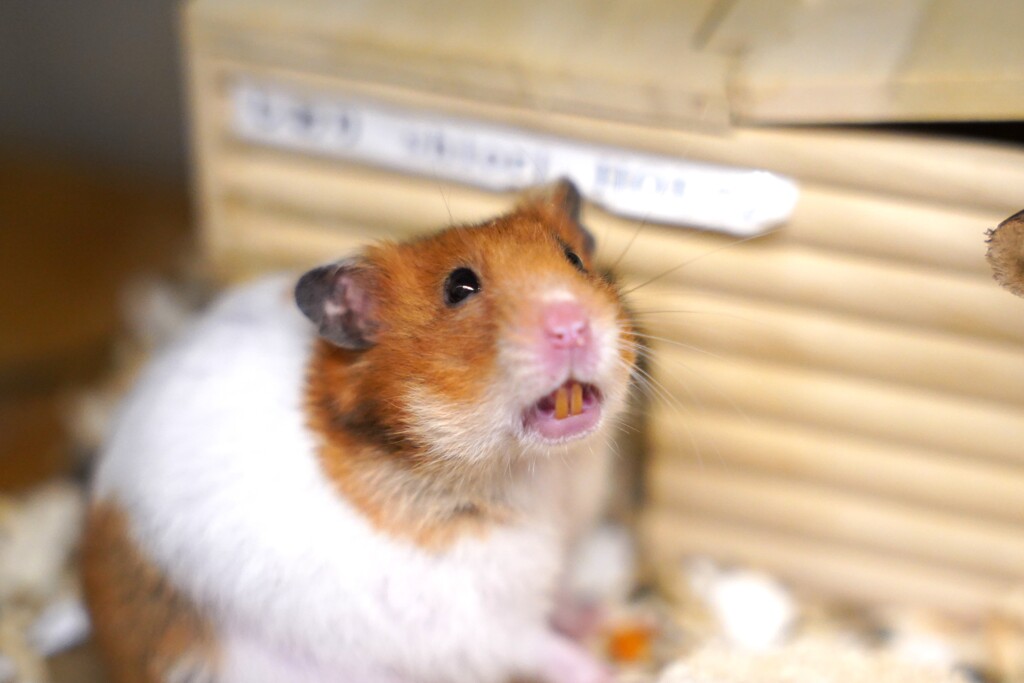 歯が黄色いのが悩みです。