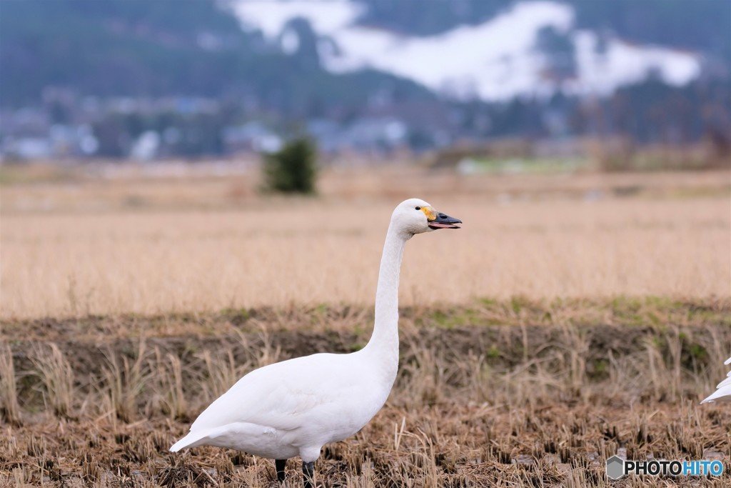 瓢湖の近くの田んぼで 私は見張り番　白鳥　2019