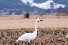 瓢湖の近くの田んぼで 私は見張り番　白鳥　2019