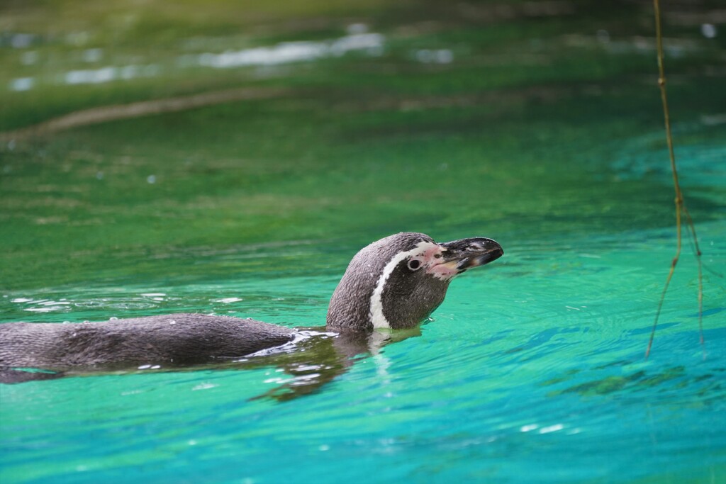ペンギン牧場