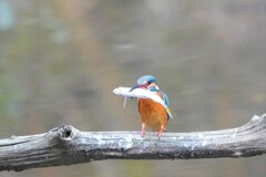 でかいのとれた！！　カワセミ