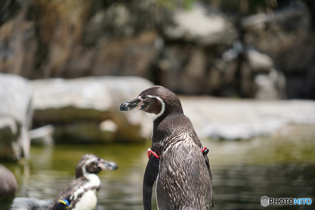 哀愁ペンギン