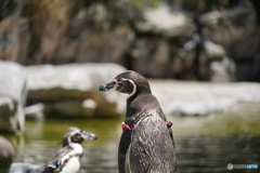 哀愁ペンギン
