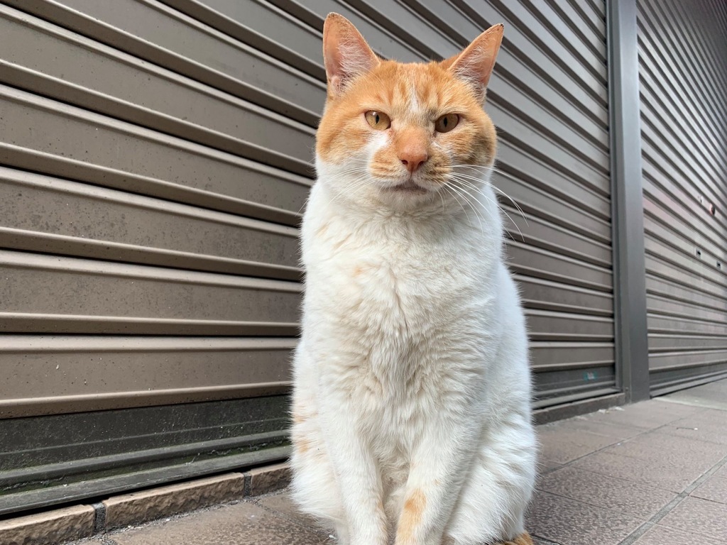 今日は正面からのニャンコ先生