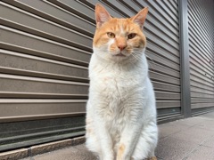 今日は正面からのニャンコ先生