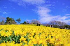 花の量が甚だしい