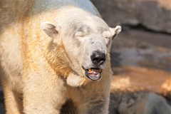 つよし　シロクマ　動物の瞳AFが効いた