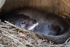 カワウソ