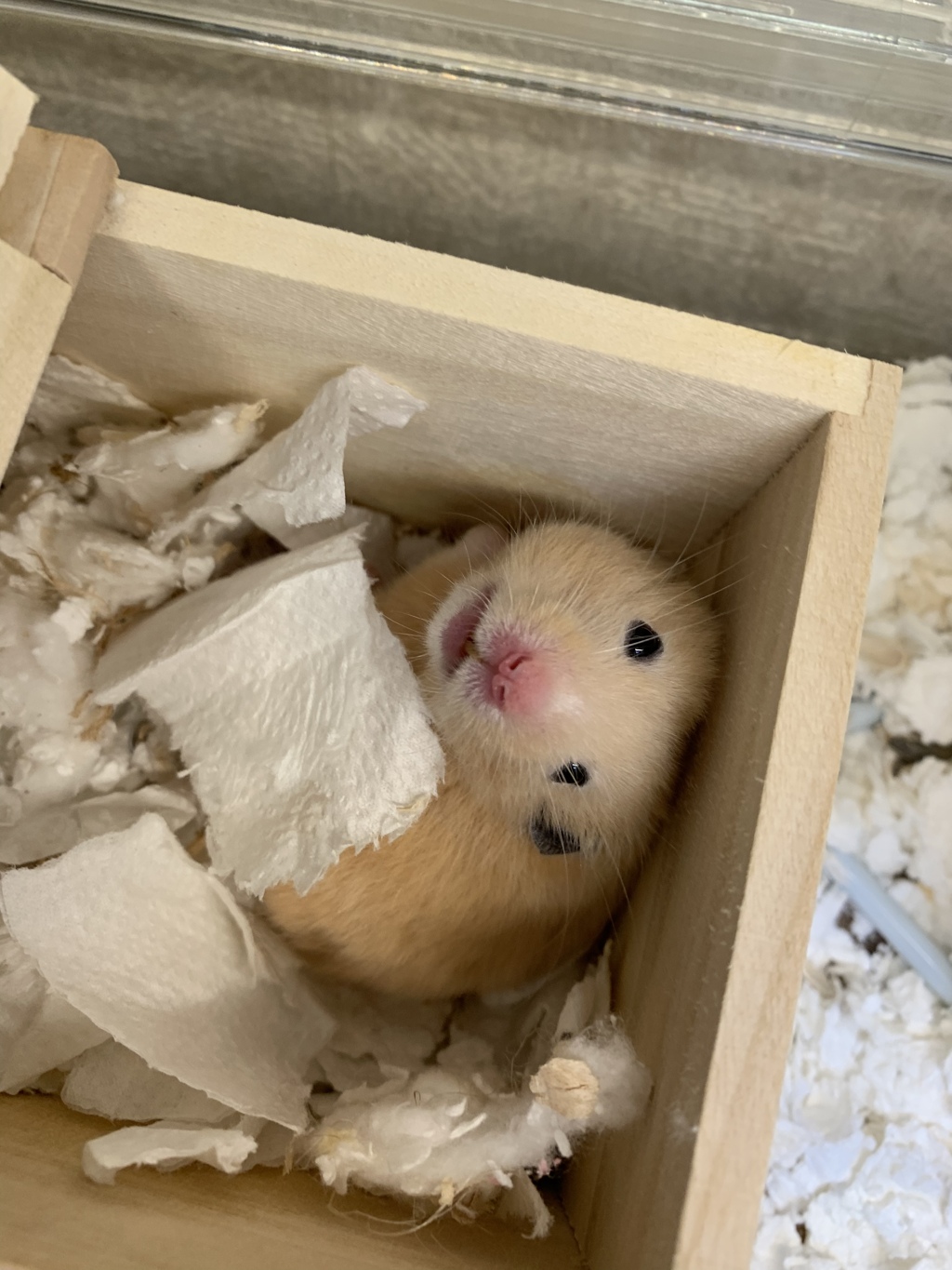 キッチンペーパーの布団　ハムちゃんも考えたね