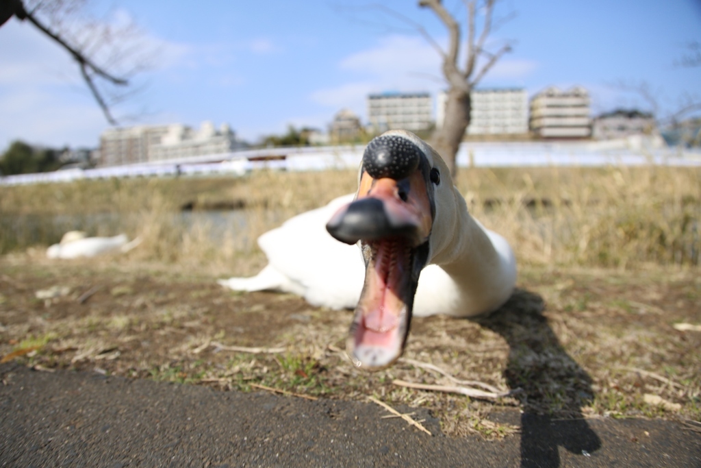 ハクチョウ　