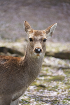 奈良公園