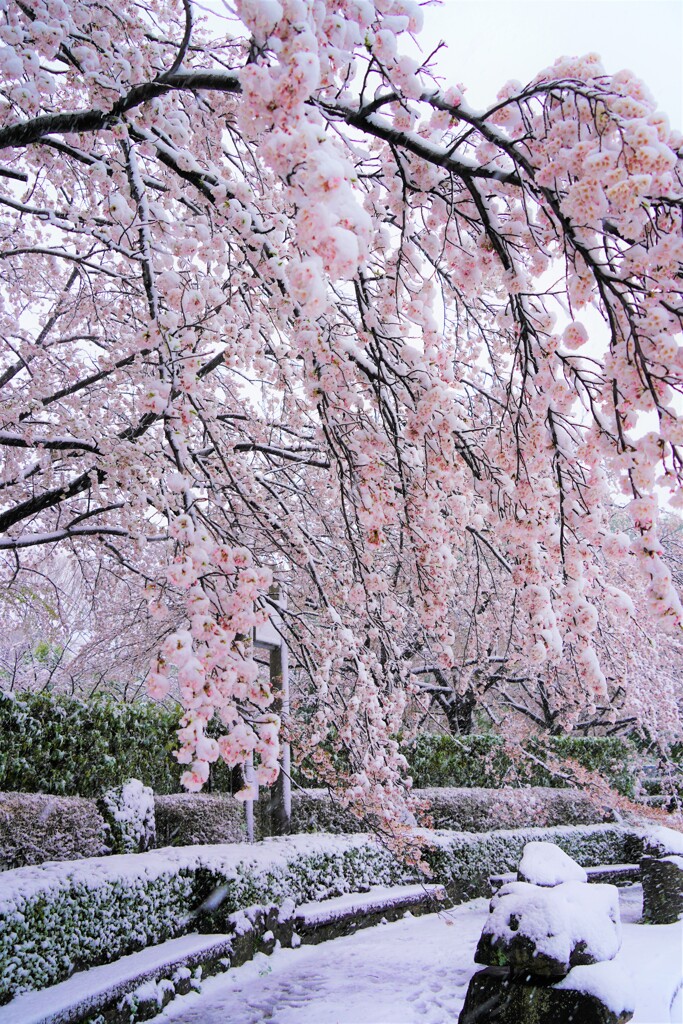 春なのか冬なのか桜なのか？？