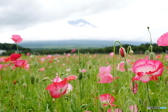 富士花の公園