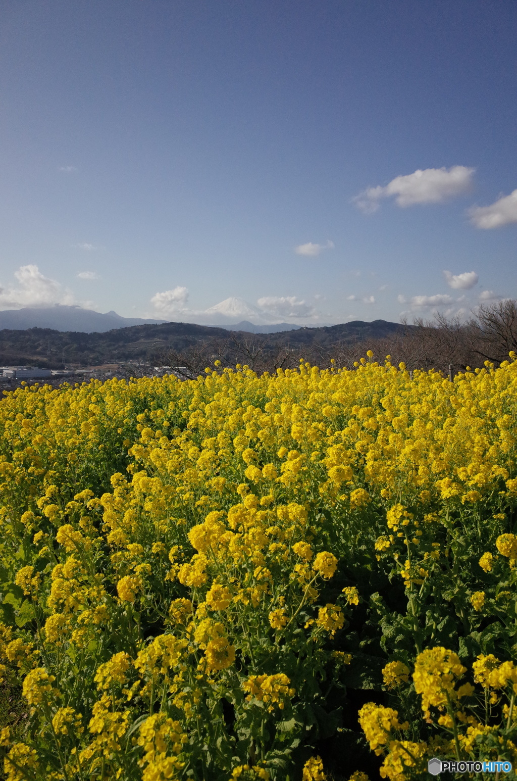 吾妻山　君のなの花