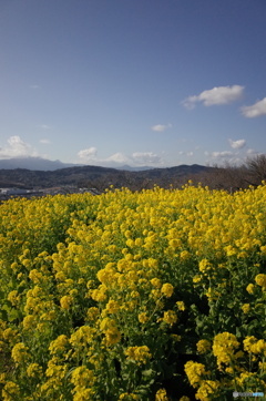 吾妻山　君のなの花