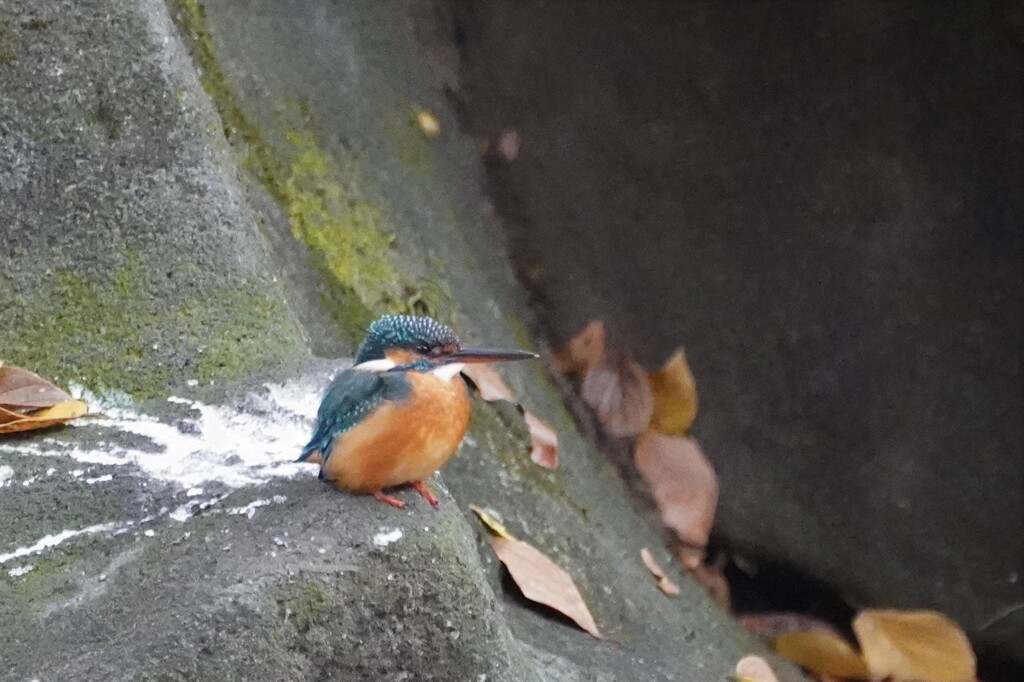 カワセミさん
