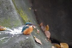 カワセミさん