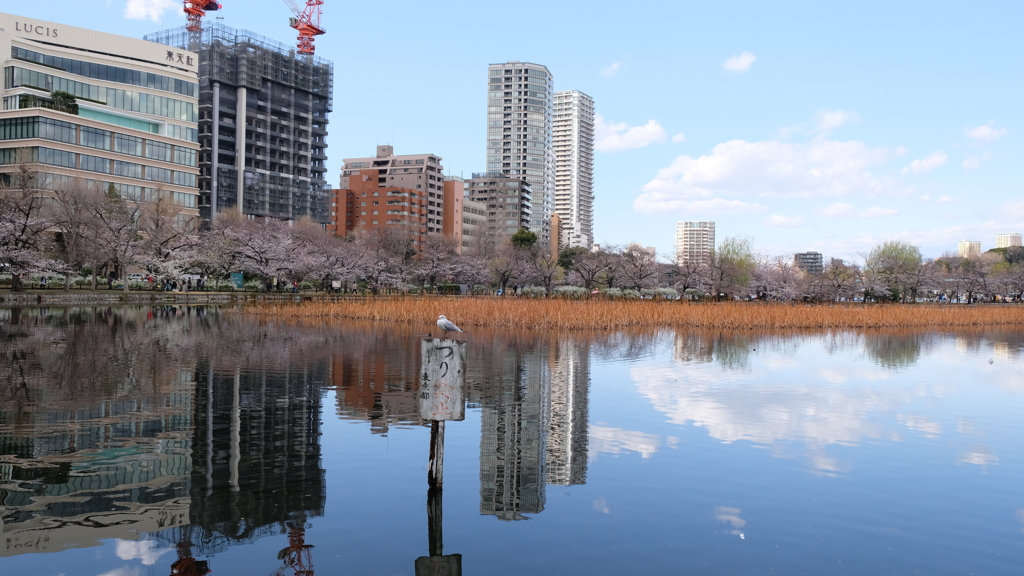 上野　不忍の池