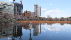 上野　不忍の池