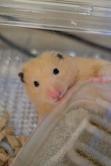 ガルウィングが閉じているね