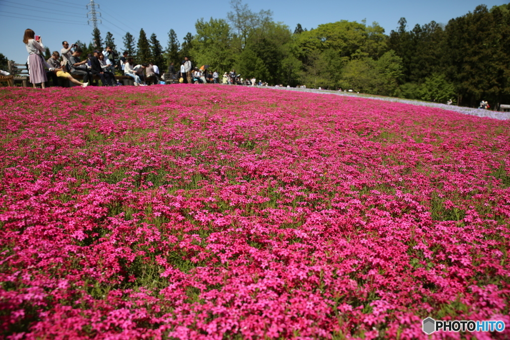 羊山公園　芝桜