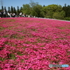 羊山公園　芝桜