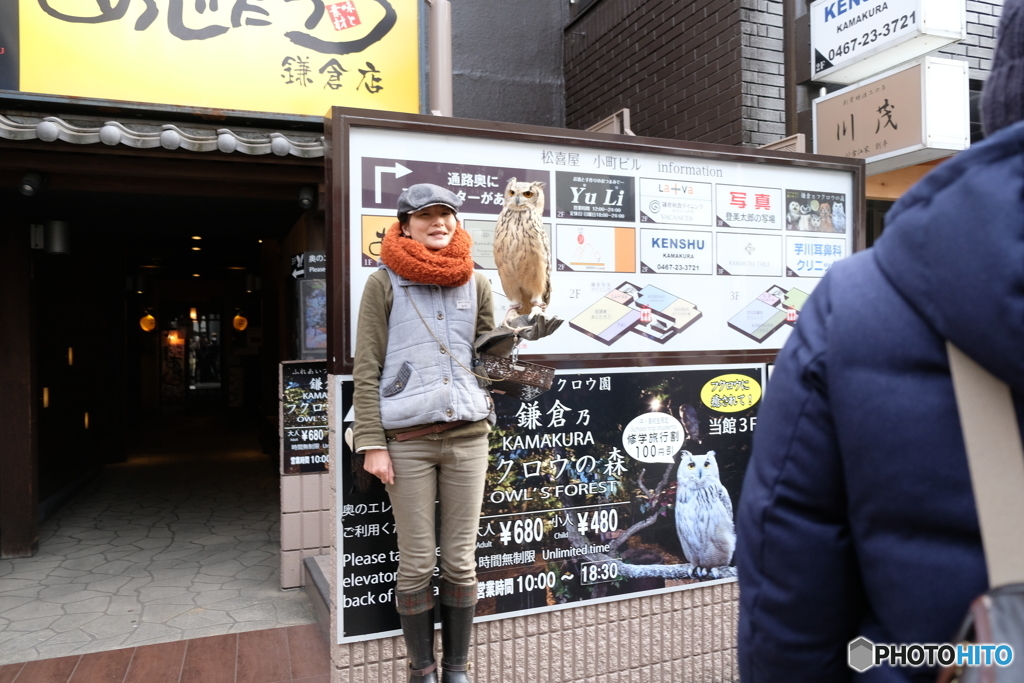 フクロウカフェ