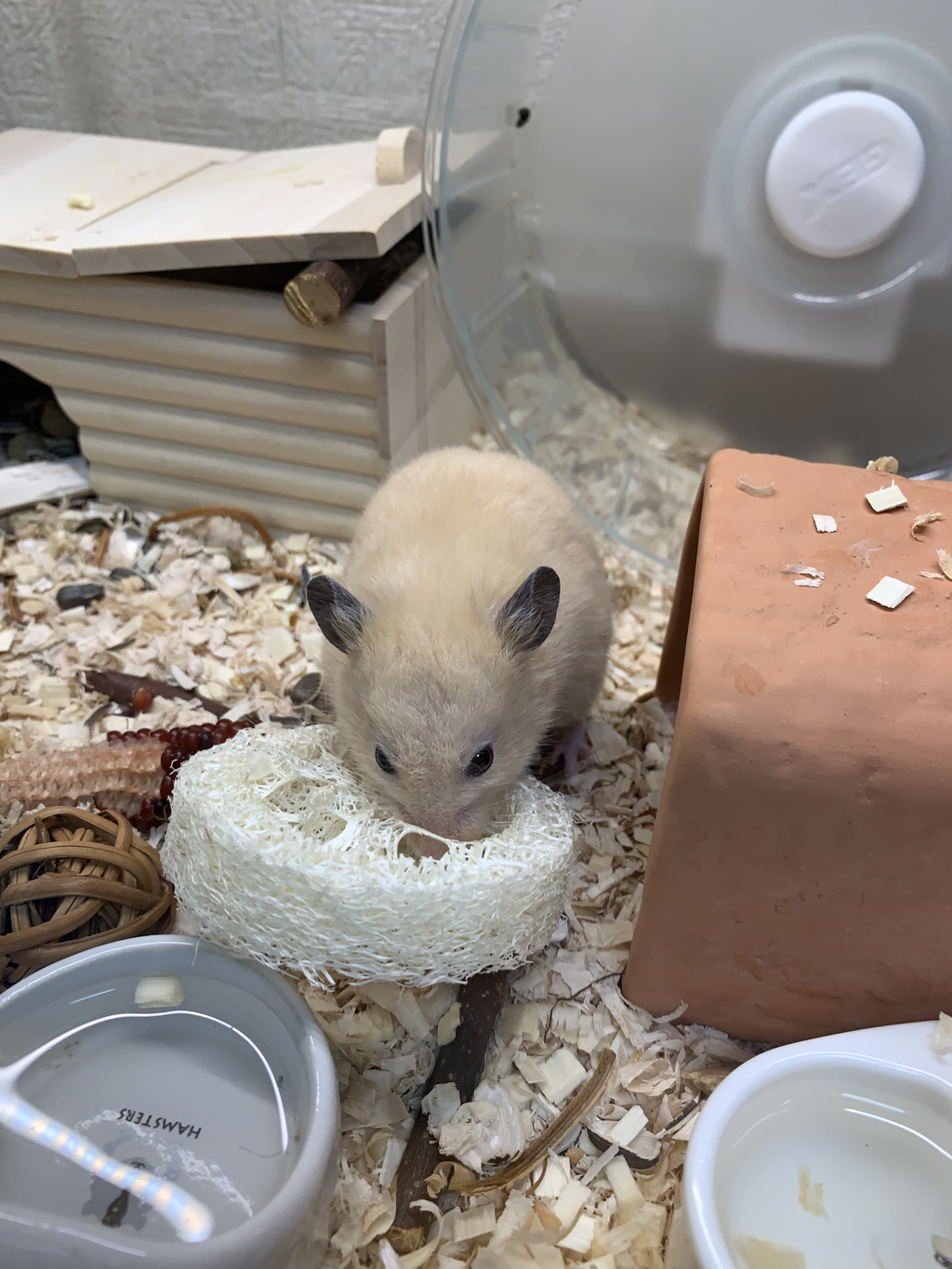 へちまは「うまっつ」