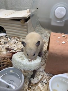 へちまは「うまっつ」