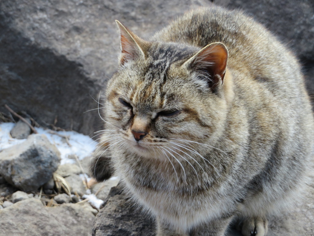 金時山のにゃんこ２