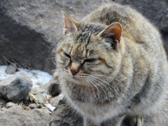 金時山のにゃんこ２