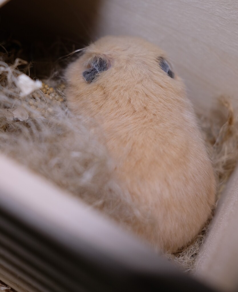 可愛いお団子がいました。