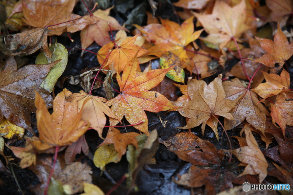 紅葉狩り