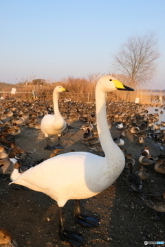 北浦　白鳥の郷　2018