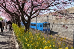 三浦の河津桜