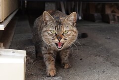 シャー！！　赤い彗星か。。。